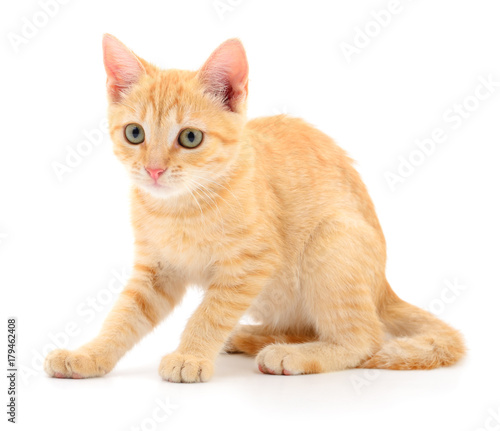 Kitten on white background.