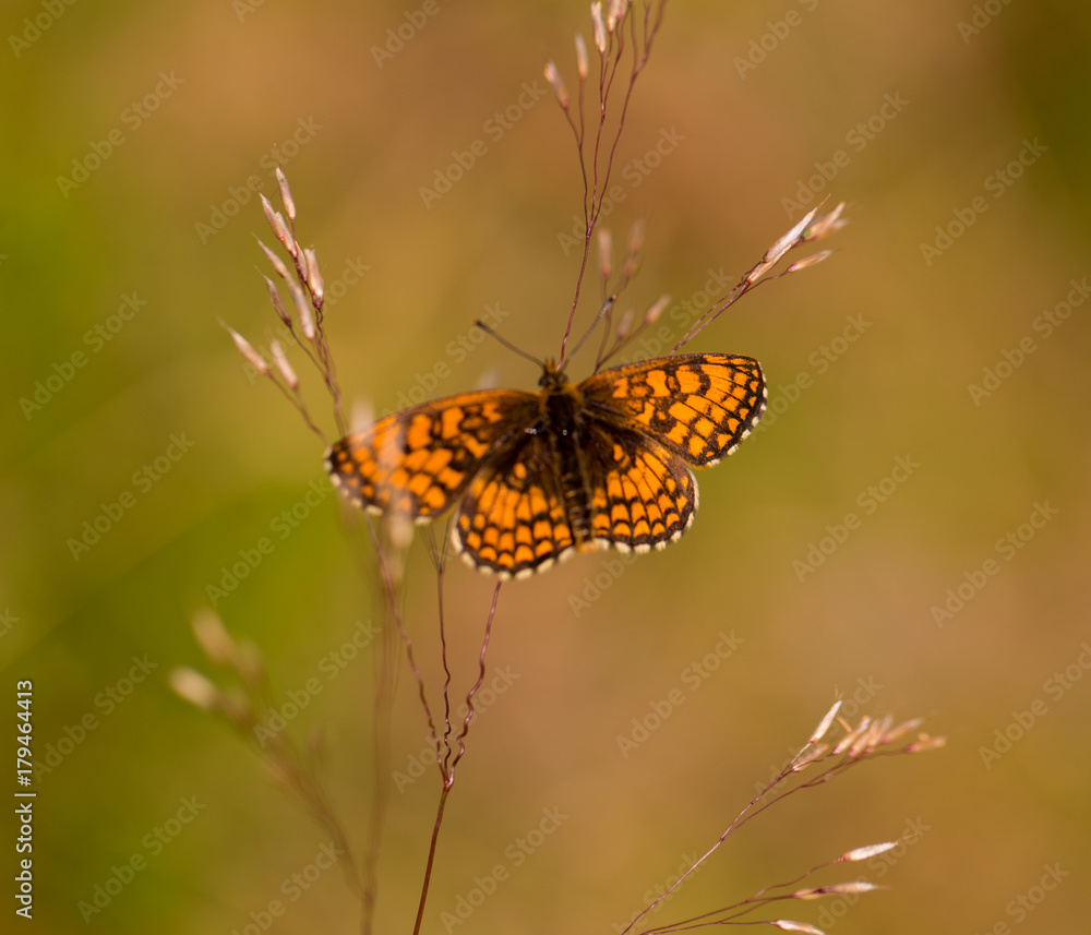 Obraz premium sunny, fly, orange, summer, nature, insect, beauty, macro, butterfly, joy