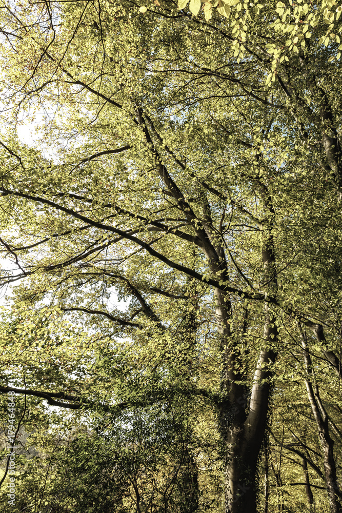 Wald Stimmung Wald Stimmung