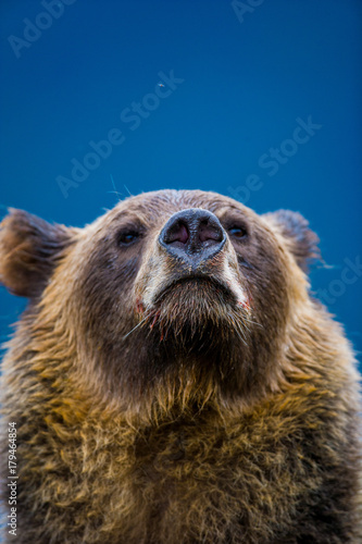 Orso grizzly della costa che pesca salmoni in Canada o Alaska © macs