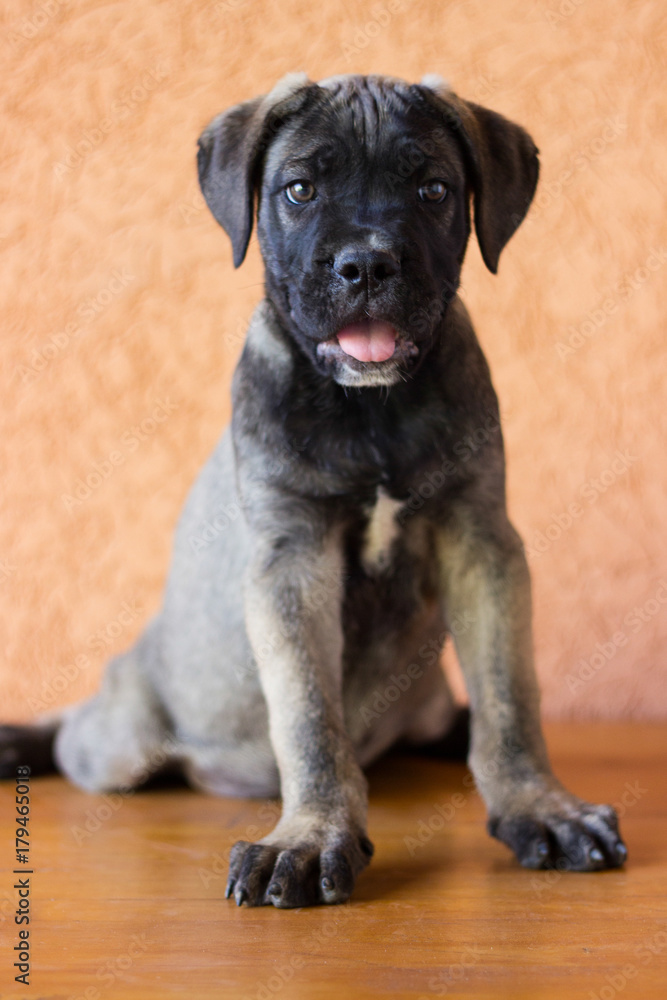 Naklejka premium Beloved Puppy