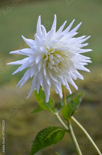 Fototapeta Naklejka Na Ścianę i Meble -  Dahlien