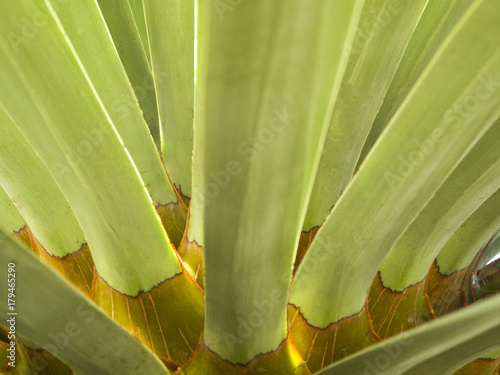 Blätter der Yucca photo