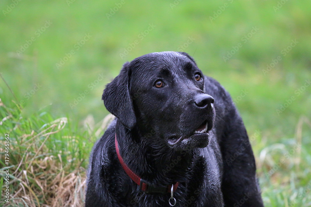 Black Labrador Black Labrador