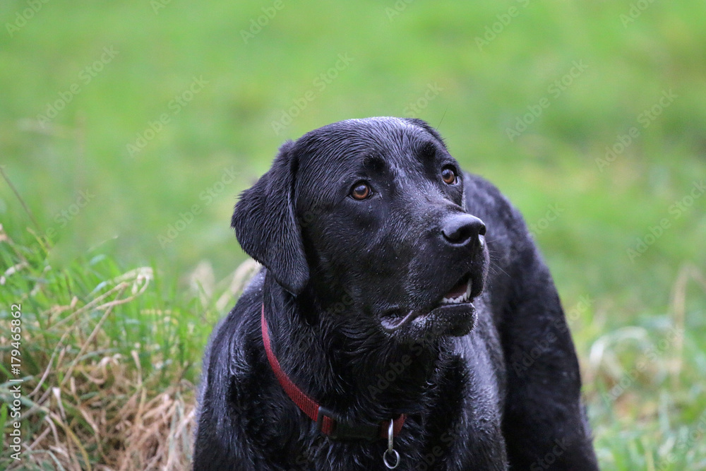 Black Labrador