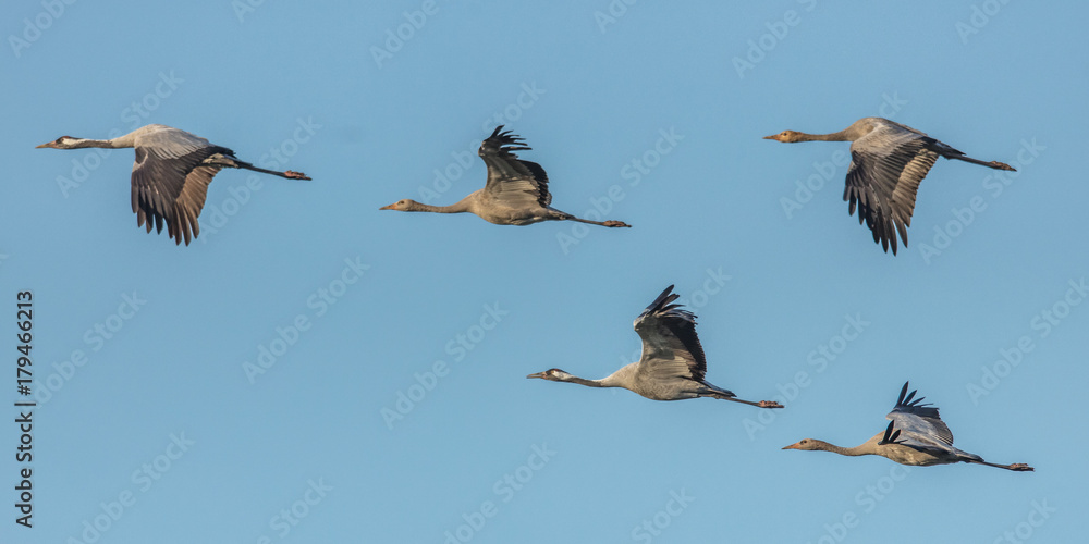 Fototapeta premium vogelzug