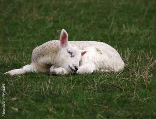 Sleeping Lamb