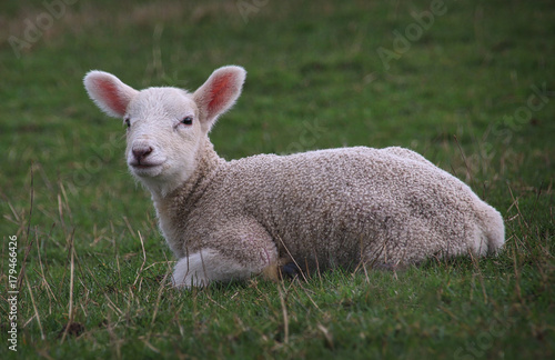 Lamb in  a field