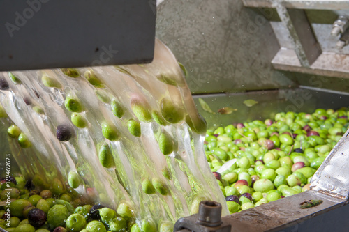 The process of olive washing and defoliation in the chain production of a modern oil mill photo