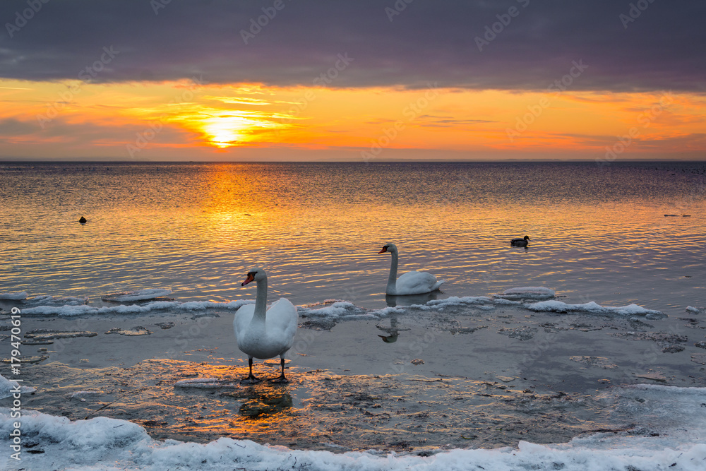 Fototapeta premium The swans spend the winter on the shore of Baltic Sea. Sunset time. Poland.