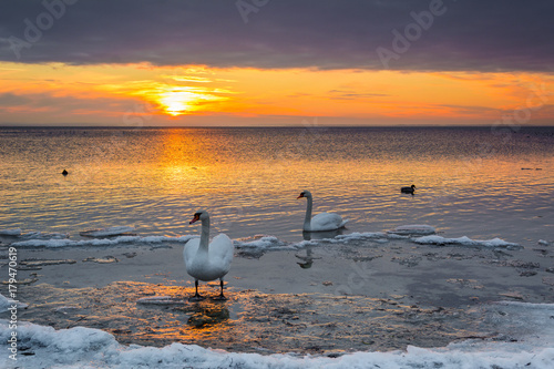 The swans spend the winter on the shore of Baltic Sea.  Sunset time. Poland.