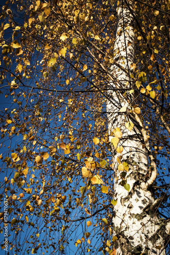 autumn in the crown of the birch tree