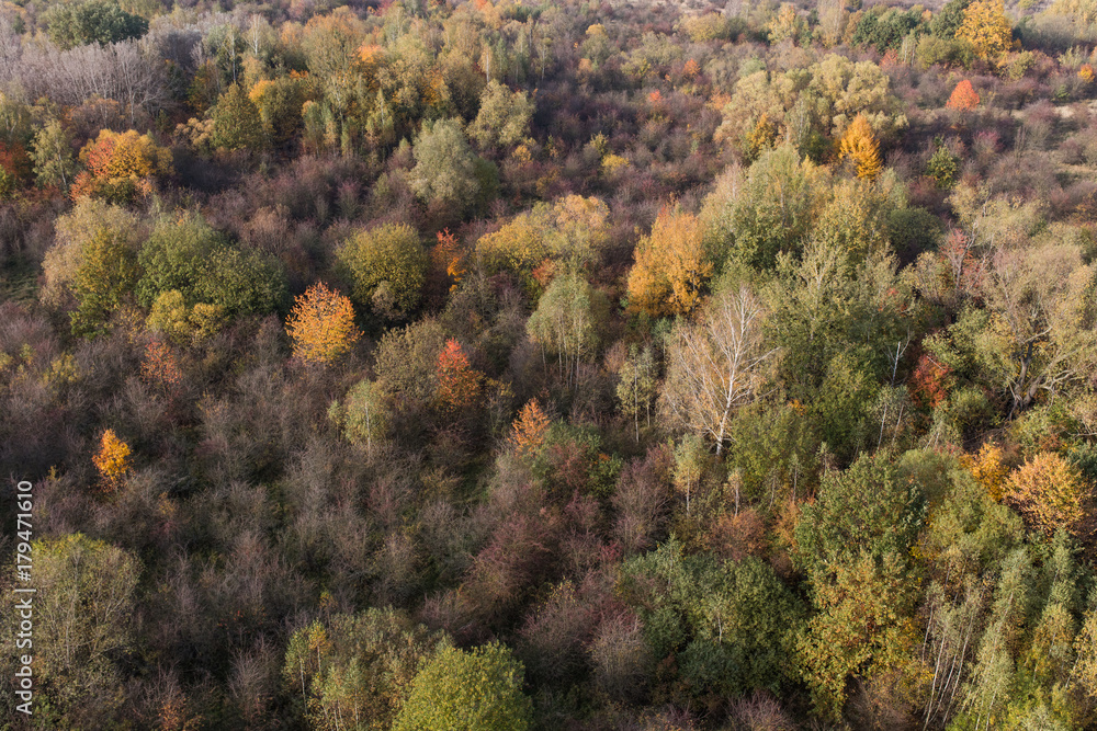 aerial view of the autumn forest aerial view of the autumn forest