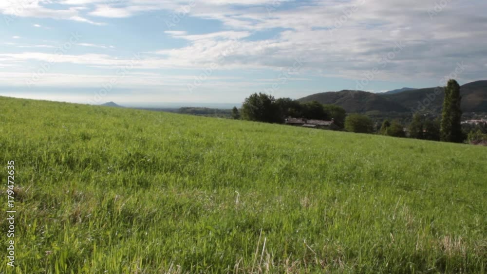 Erba verde da falciare nel prato di campagna Erba verde da falciare nel prato di campagna