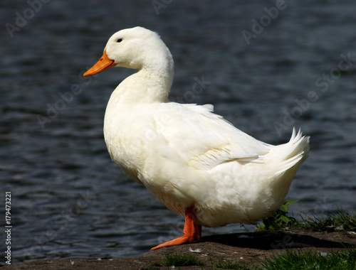 snow white duck