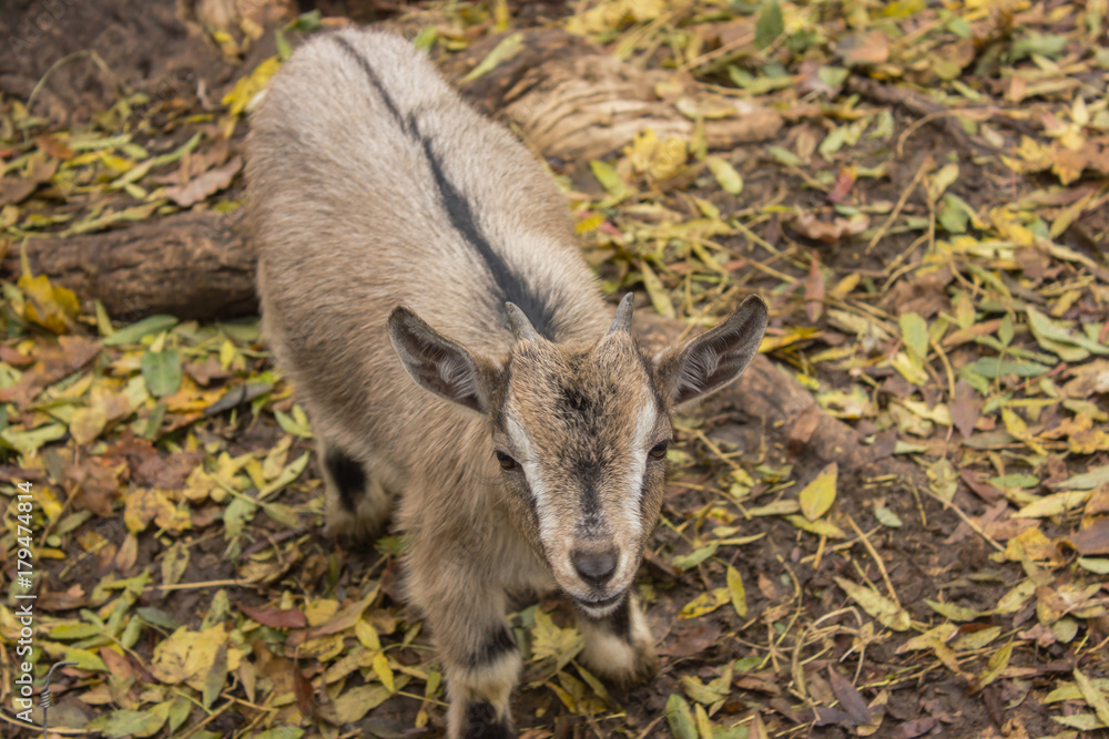 yeang small goat with no horns yeang small goat with no horns