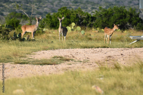 White Tail Deer