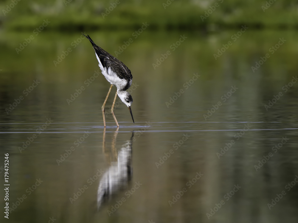 Fototapeta premium Black-winged Stilt Foraging on the Pond