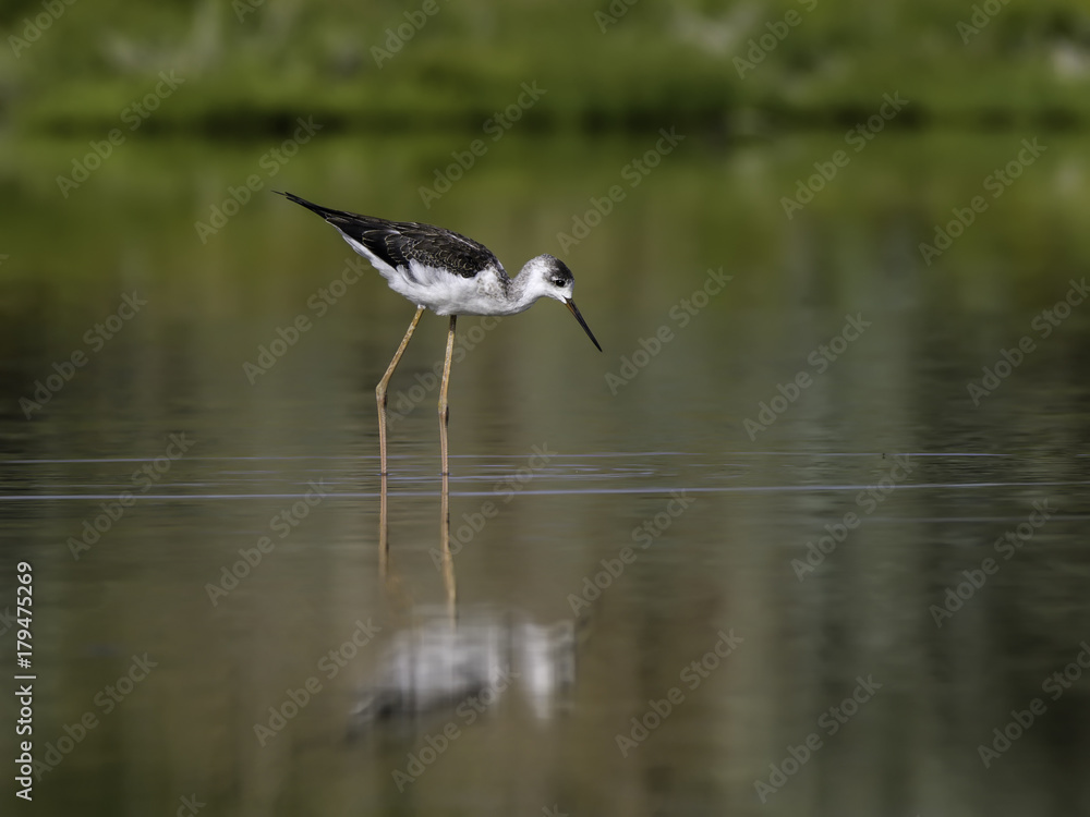 Fototapeta premium Black-winged Stilt Foraging on the Pond