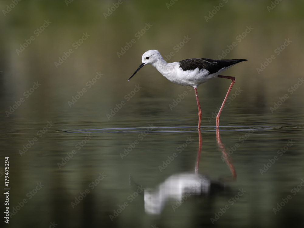 Black-winged Stilt with Reflection Portrait Black-winged Stilt with Reflection Portrait