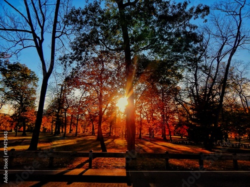 Bright Light Through The Autumn Forest Landscape 