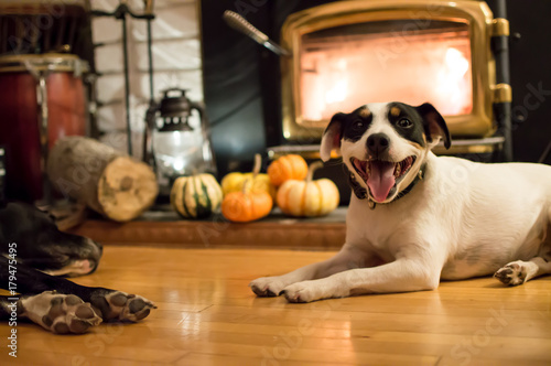 Thanksgiving Dogs Smiling near fireplace with Pumpkins