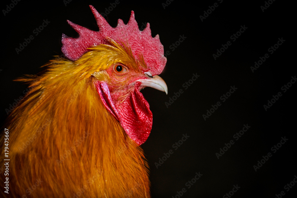 Redhead rooster of the Golden Orppington breed.