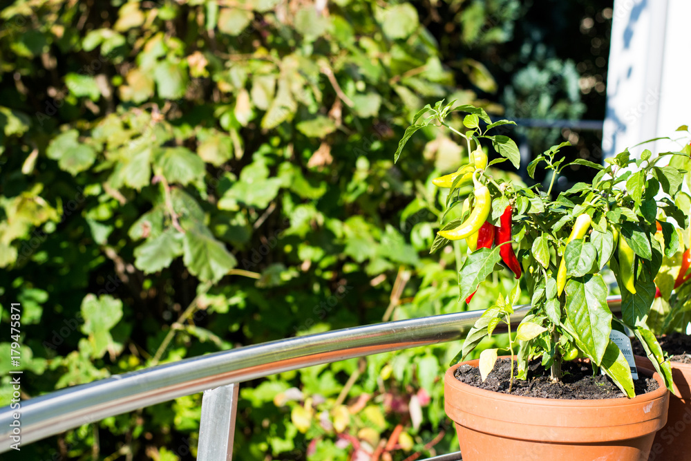 Red Chili peppers in a pot on a balcony railing Red Chili peppers in a pot on a balcony railing