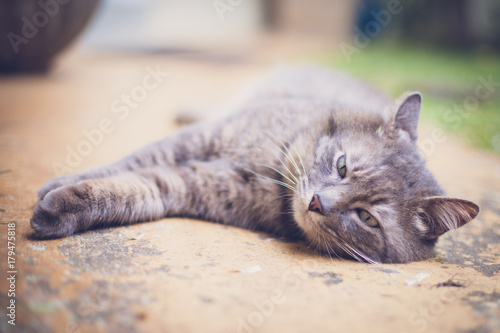 Fototapeta Naklejka Na Ścianę i Meble -  Tabby grey cat laying on the floor in a charming pose