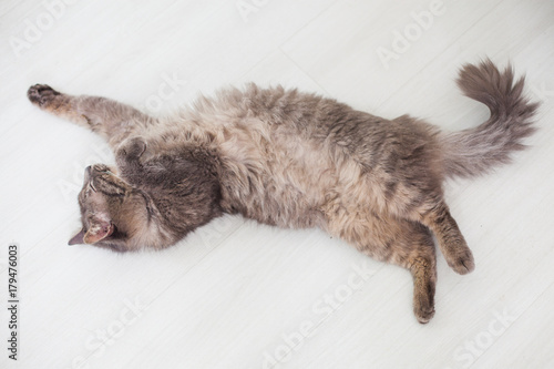 Furry gray cat sleeping in a funny position on the floor