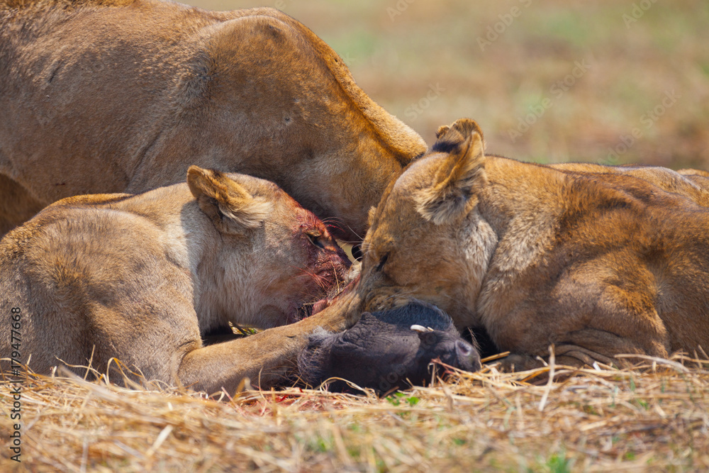 leonesso dopo la caccia nella savana in Zambia leonesso dopo la caccia nella savana in Zambia