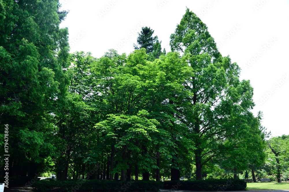筑波実験植物園 樹木 筑波実験植物園 樹木