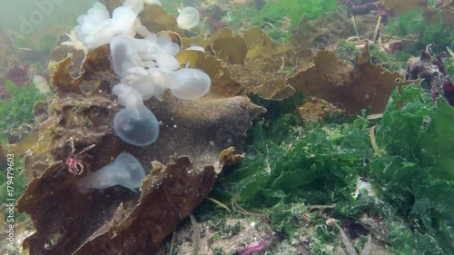 Nudibranch Underwater Timelapse with Crabs and Starfish, British Columbia, Canada photo