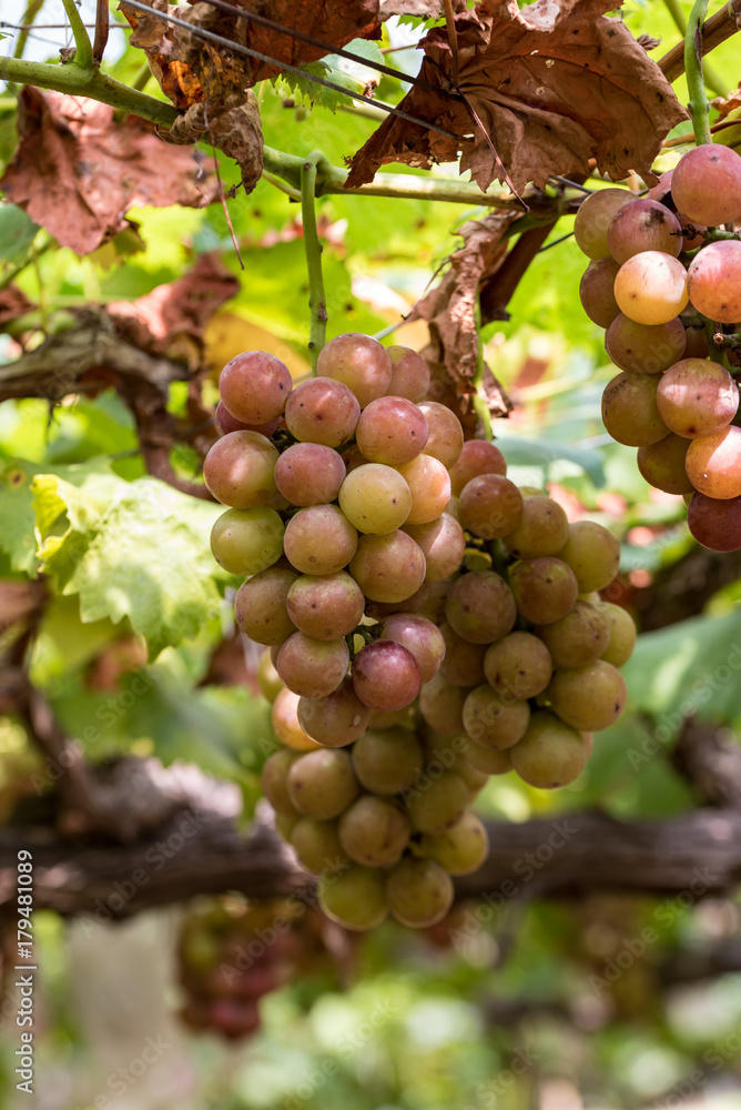 熟れ始めの葡萄の実