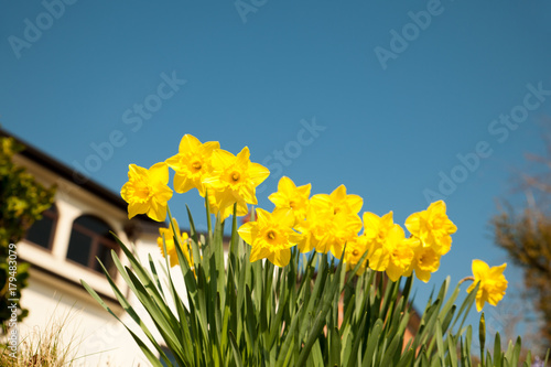 Fototapeta Naklejka Na Ścianę i Meble -  Yellow daffodils on garden in early spring