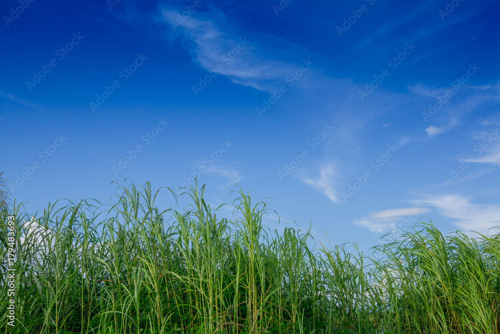 nature background of green grass and blue sky in the daytime, use for background natural concepts nature background of green grass and blue sky in the daytime, use for background natural concepts