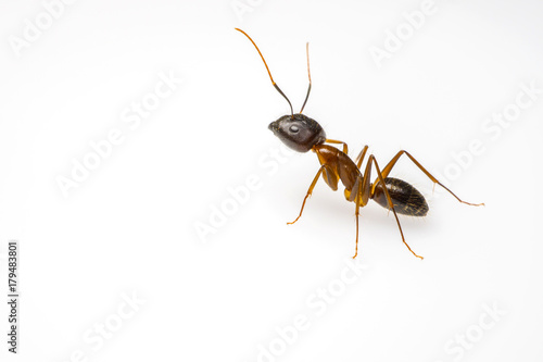 close up ant isolated on white background and copy space for text © lamyai