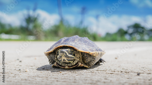 close up tortoise on concrete floor