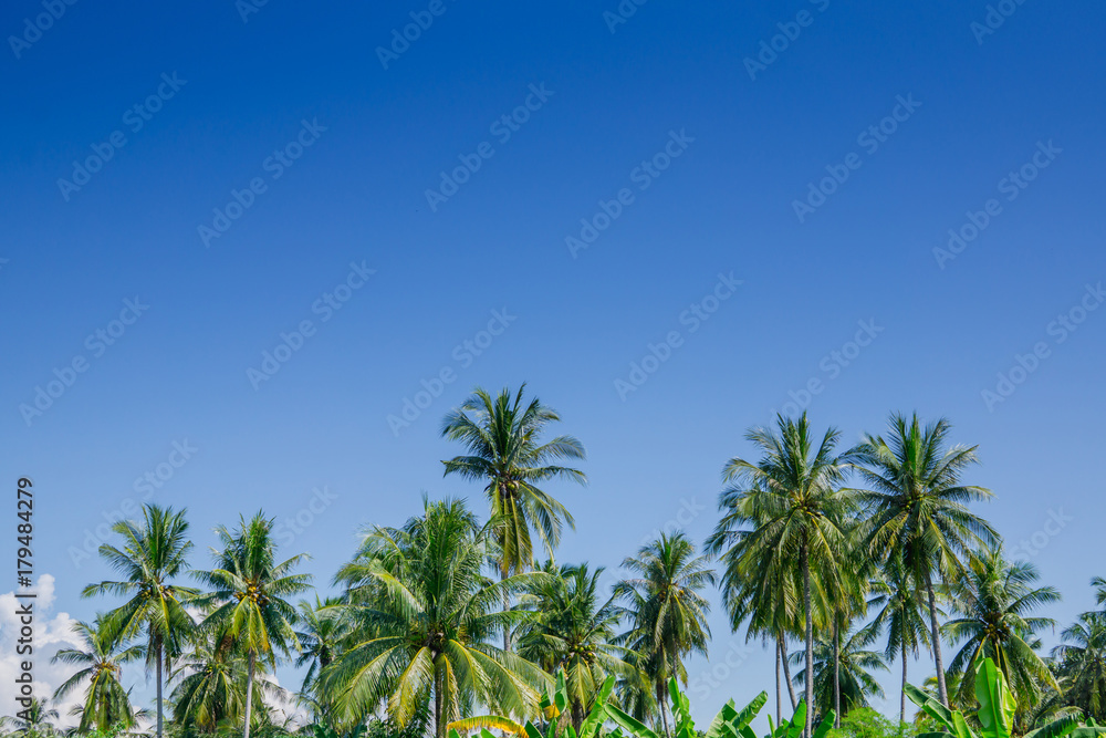 garden of coconut palm trees in day blue sky with clouds garden of coconut palm trees in day blue sky with clouds