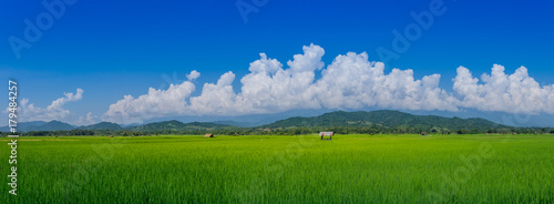 panorama landscape asian green rice fields and farmer hut in rainy season, cultivation in the Thailand country. farm land