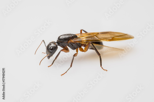 close up flying ant isolated on white background. Winged Carpenter ant © lamyai