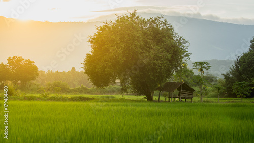 farmer hut on green rice fields in agricultural garden and light shines sunset