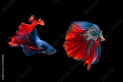 fighting of two fish isolated on black background. siamese fighting fish, Betta fish