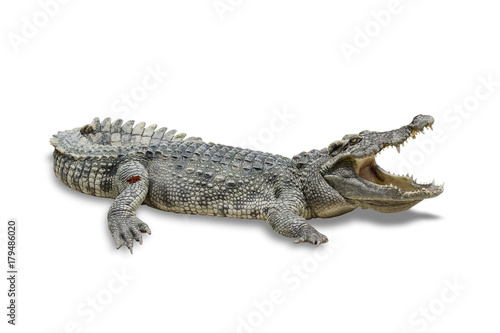 freshwater crocodile isolated on white background. File contains a clipping path. © lamyai