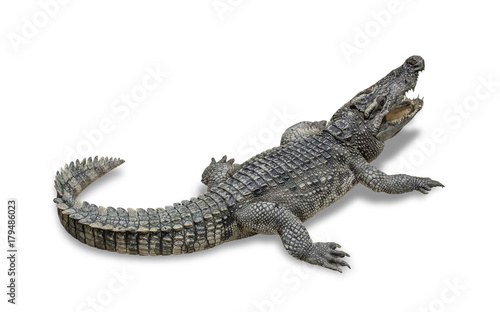 freshwater crocodile isolated on white background. File contains a clipping path.