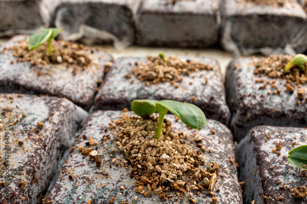 Semilla en invernadero para germinación en México Semilla en invernadero para germinación en México