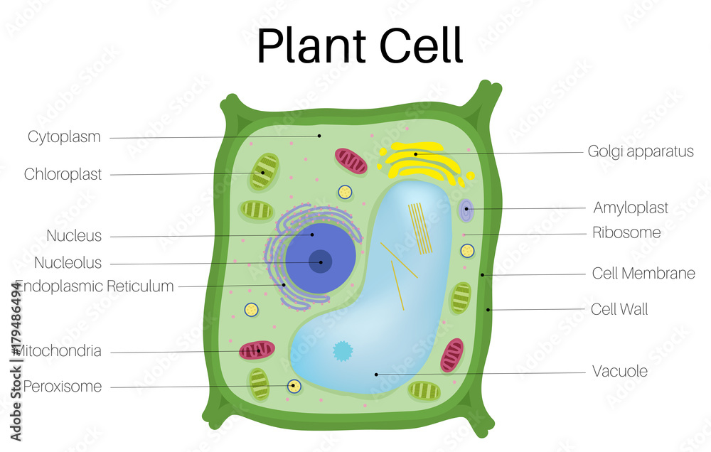 Obraz premium Komórka roślinna