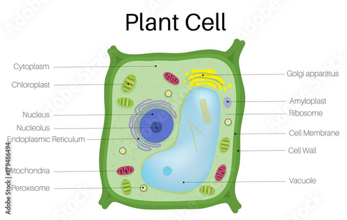 Plant Cell