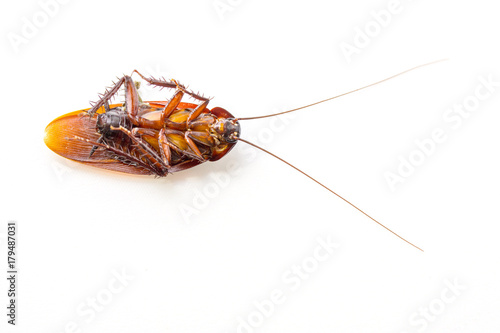 Cockroaches dead on white background © lamyai