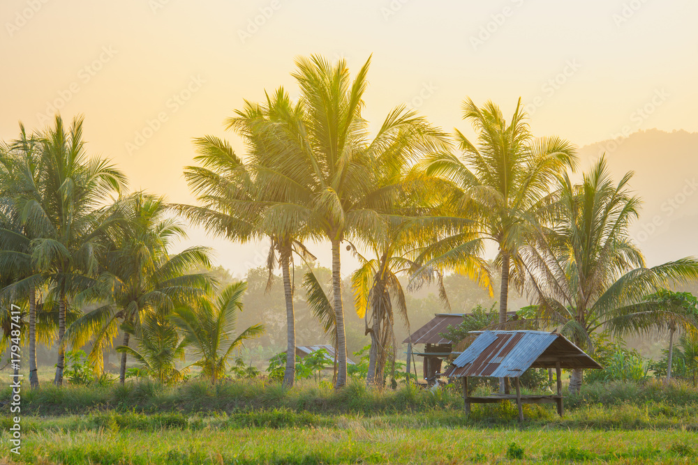 coconut palm tree and hut in rural Thailand with light shines sunset